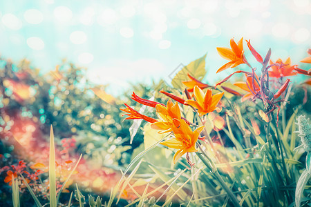 夏季花卉花园公园与百合花天空背景与阳光波克照明,户外自然图片