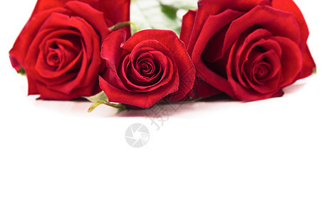 白色背景上的红色玫瑰图片