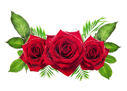 三朵红玫瑰,白色背景上叶子,花朵物体图片