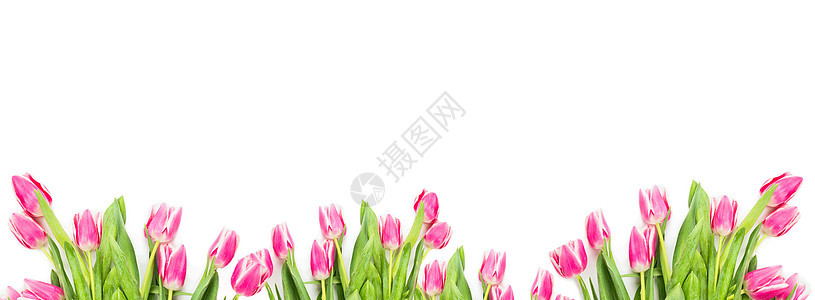 白色背景上的粉红色饰带,网站横幅图片