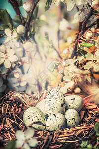 鸟窝与鸡蛋灌木丛与春天的花朵,博克复活节贺卡春季户外自然背景图片