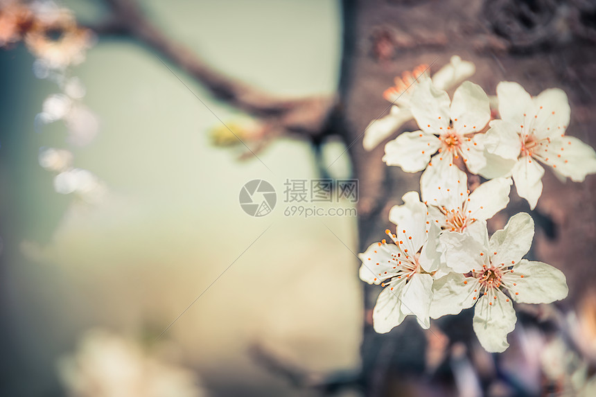 樱花盛开,特写,春天户外自然图片