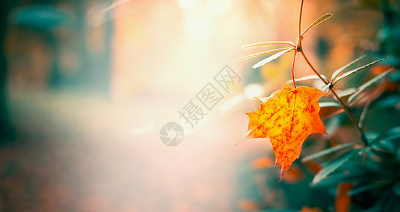 秋天花园公园里美丽的叶子,秋天的自然背景,图片