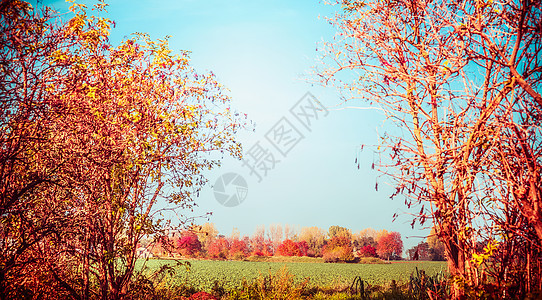 秋天的乡村景观,树木,树叶田野秋天的自然背景图片