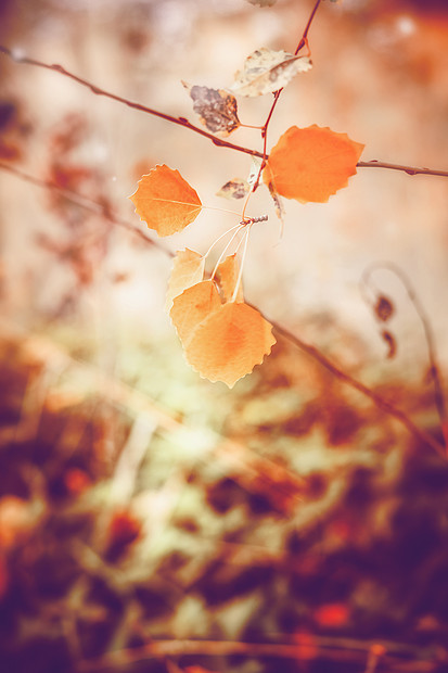 可爱的秋天自然背景,叶子,户外的秋天背景图片