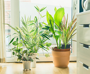 客厅窗户的盆栽布置城市生活造型与室内植物图片