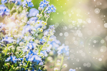 花卉夏季自然背景与蓝色的花阳光与波基照明图片
