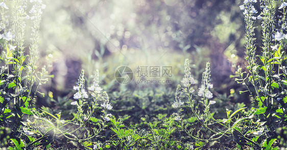 夏季自然背景与野生植物花卉,横幅图片