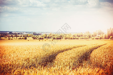 秋夏末乡村景观与农业农田农业机械的痕迹成熟的谷物田,美丽的天空背景图片