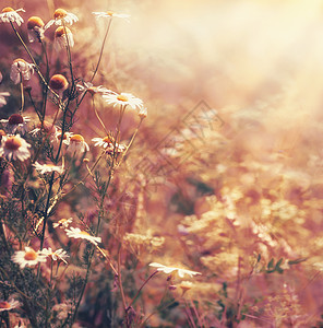 秋天的自然背景,雏菊花朵阳光夏末乡村景观,户外自然图片