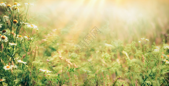 美丽的夏末户外自然背景与野生草本植物草地上的花与阳光,图片