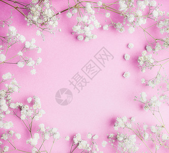 可爱的白色小果蝇花粉红色背景,漂亮的花框,顶部视图,正方形图片