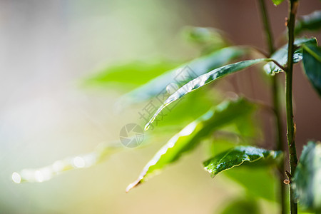 美丽的自然背景,绿叶水滴阳光下热带植物树叶生态环境植被图片