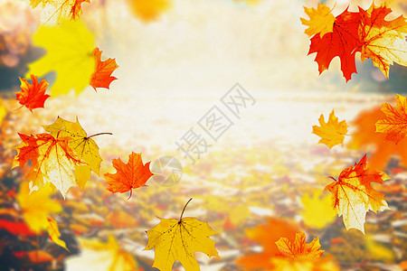 秋天五彩缤纷的落叶晴天,户外秋天的自然背景,框架图片