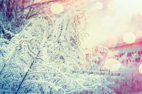 冬季自然背景与冷冻植物美丽的阳光背景与Bokeh图片