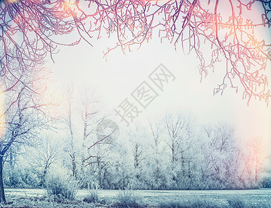 美丽的冬季乡村景观,雪树树枝框架图片