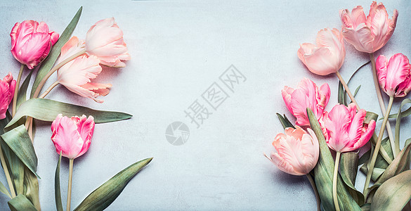美丽的郁金香粉红色粉彩浅蓝色背景,顶部视图,框架,边框可爱的贺卡与郁金香为母亲节,婚礼快乐的活动图片