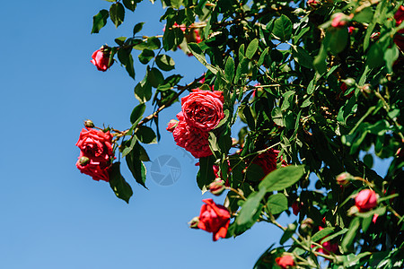 夏天美丽的红玫瑰花园图片