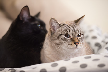 两只可爱的家养短发猫床上互相依偎图片