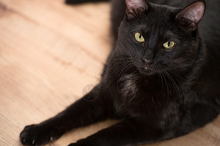 实心黑猫躺地板上看着相机合作图片