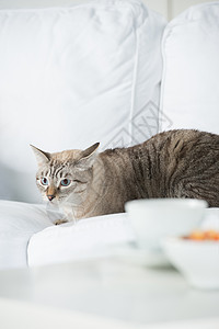 可爱的塔比猫家躺沙发上,看上很谨慎图片
