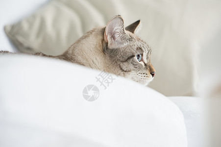 美女和猫可爱的塔比猫家躺沙发上放松背景