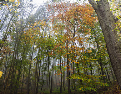 秋天秋天的薄雾森林林地树木图片