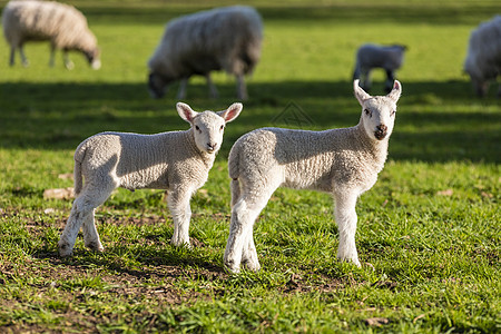 轻的婴儿,春天的羔羊绵羊个绿色的农场田野图片