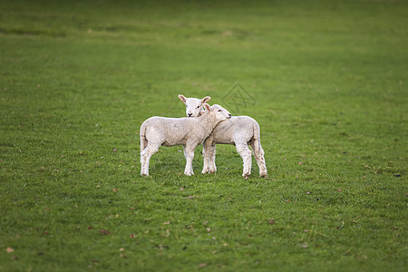 两只轻的婴儿,春天的羔羊绵羊个绿色的农场田野图片