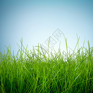 春天的绿草蓝色背景上的太阳图片