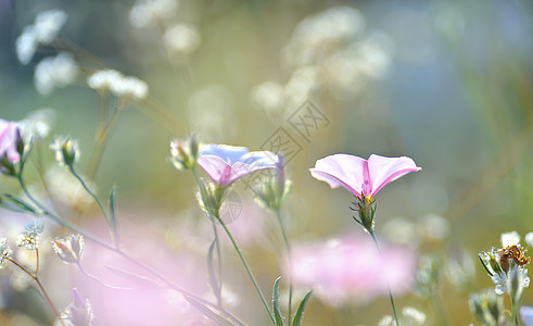 烟草粉红色的花田野上被阳光照亮图片