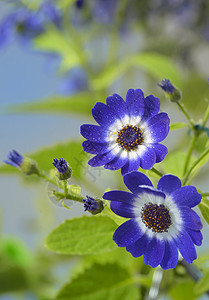 花园里蓝色白色的青藤花图片