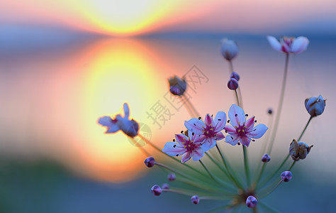 日落时开花高峰伞形花序图片