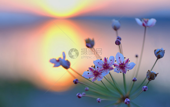 日落时开花高峰伞形花序图片