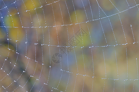森林里水滴的蜘蛛网图片