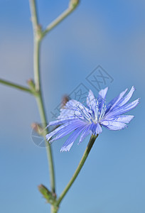 夏季田野中蓝色菊苣草本植物的图片