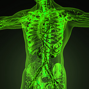 人体循环心血管系统与骨骼透明的身体高清图片