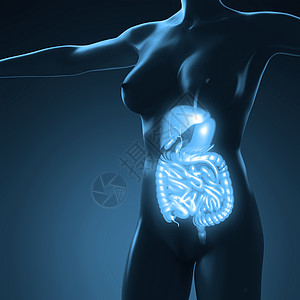 辉光消化系统人体的科学解剖学图片