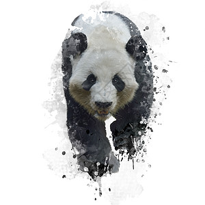 大熊猫的数字绘画图片