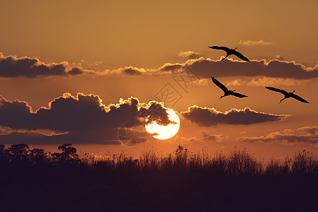 日落沙丘鹤的树上图片