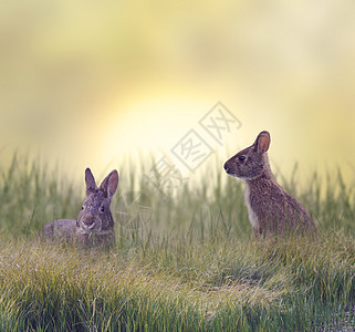沼泽兔子吃青草图片