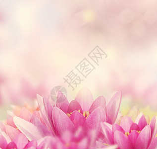 美丽的粉红色睡莲背景图片