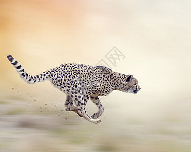 猎豹软焦点背景上奔跑图片