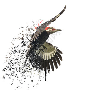 堆积啄木鸟的数字绘画图片