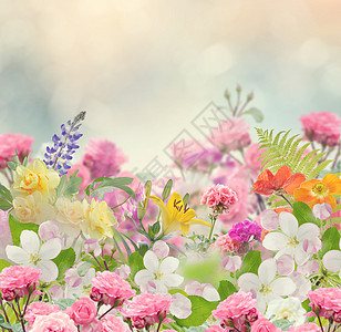 五颜六色的花朵背景图片