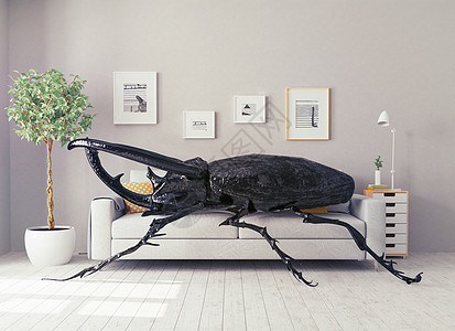 客厅里的甲虫,躺沙发上三维图片
