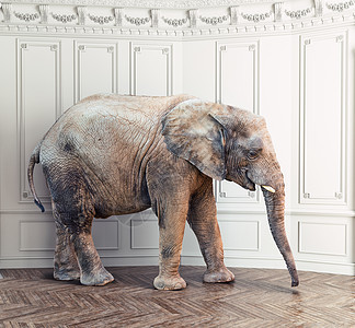 房间里白色墙壁附近的大象创造的背景图片