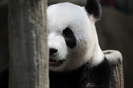 熊猫熊肖像可爱的熊猫熊特写肖像图片
