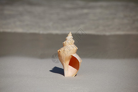 海滩上的贝壳热带海滩海浪上的贝壳图片