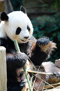 熊猫熊吃竹子大熊猫熊吃干竹特写图片